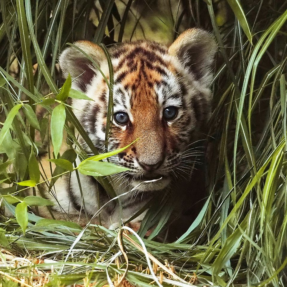 AquaZoo Tijgerwelpjes 2