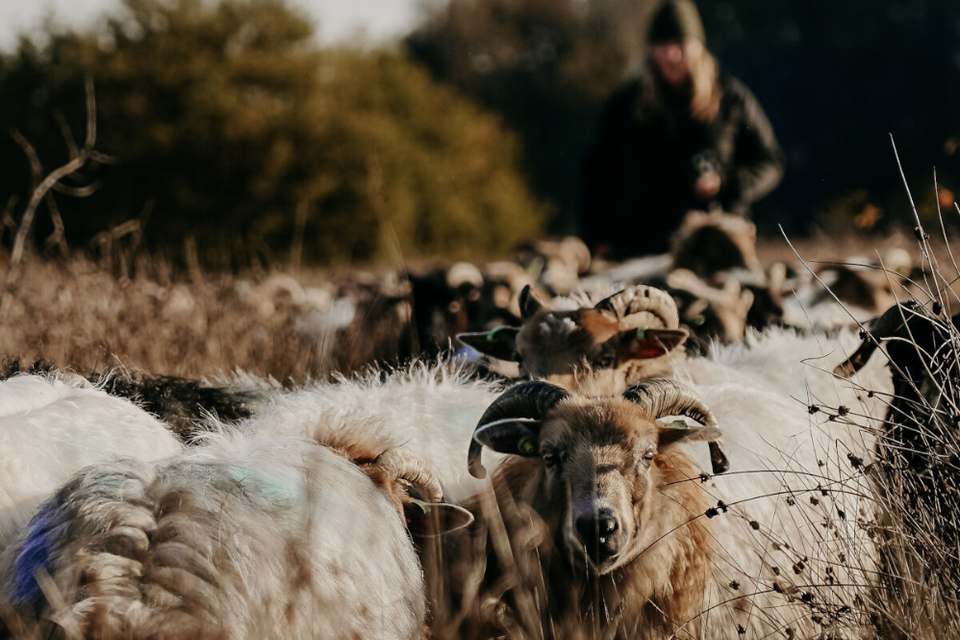 Schapen lopen te grazen in Exloo.