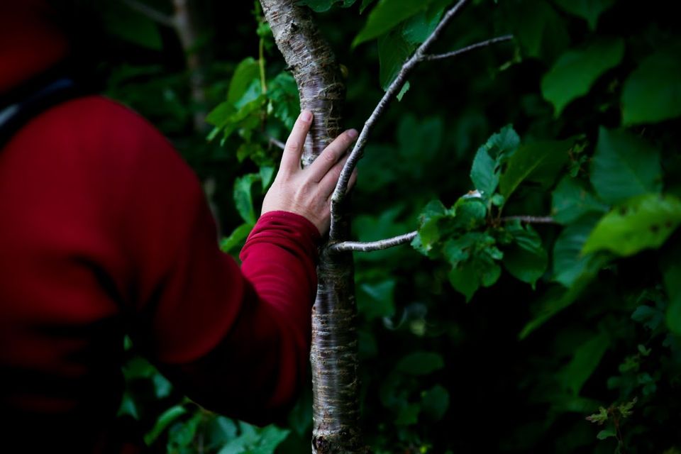 Shinrin Yoku Workshops