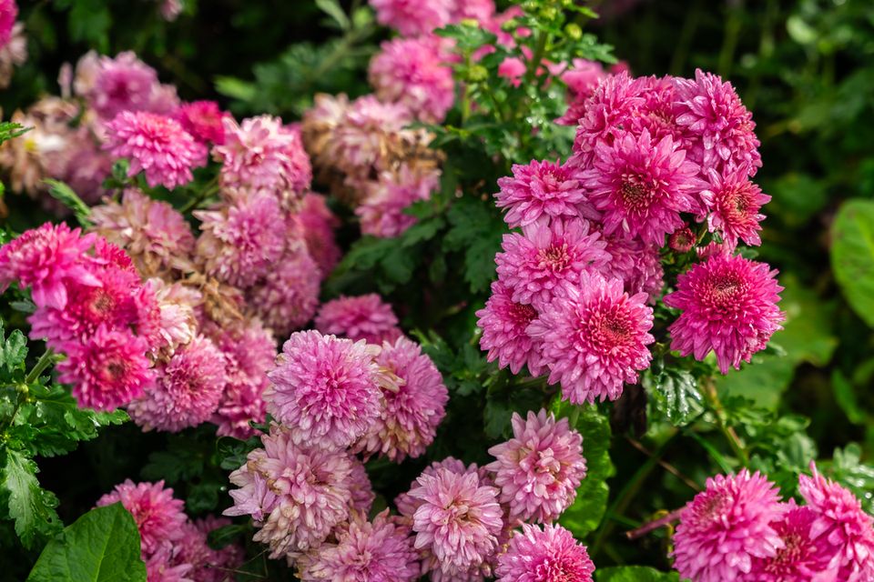 Bloemen Loco Tuinen Maastricht