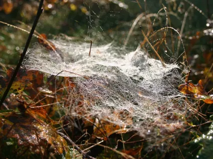 Spin in web