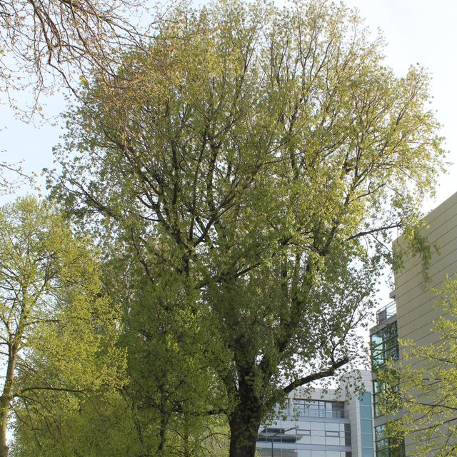 Krimlinde