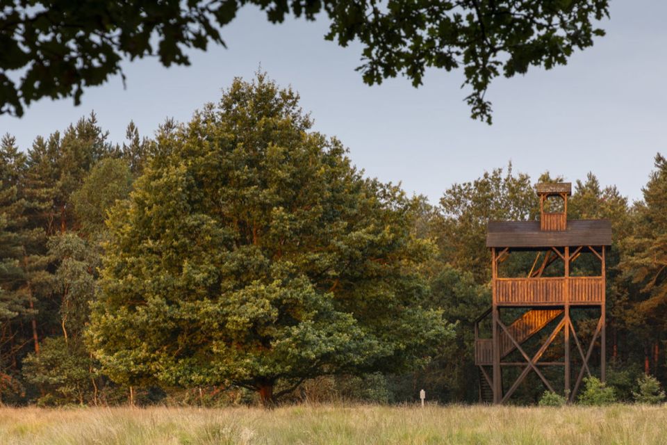 In der Landschaft steht ein Aussichtsturm zwischen den Bäumen
