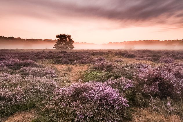 Slabroekse Heide in de Maashorst