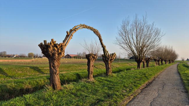 De Appeldijk