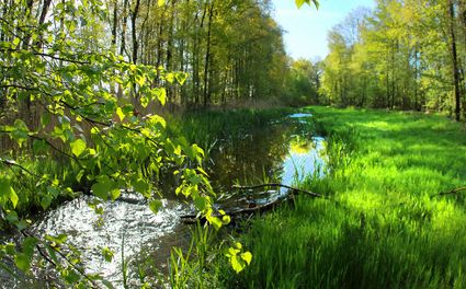 Plant walk De Biezen Aarle-Rixtel