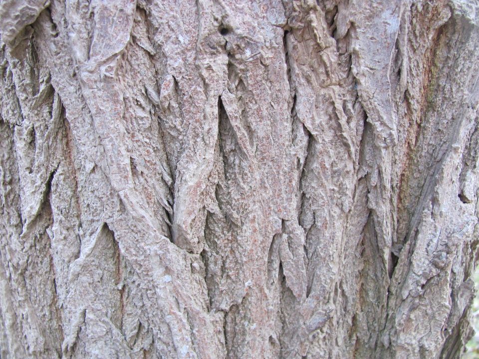 De stam van een Robinia