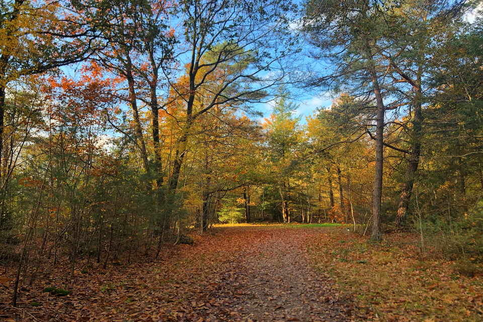 Een bos in herfstkleuren met bladeren op de grond en een strakblauwe lucht op de achtergrond.