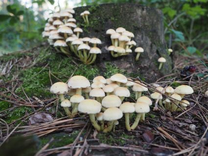 Een groep witte paddenstoelen op een boomstam