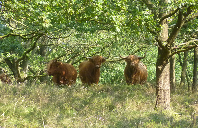 Drie Schotse Hooglanders in het gras bij Orvelterzand.