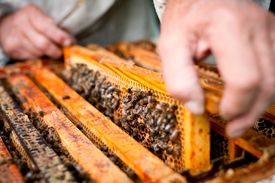Bijen- en plantenmarkt
