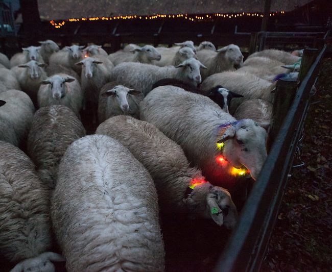 sfeer in de schaapskooi