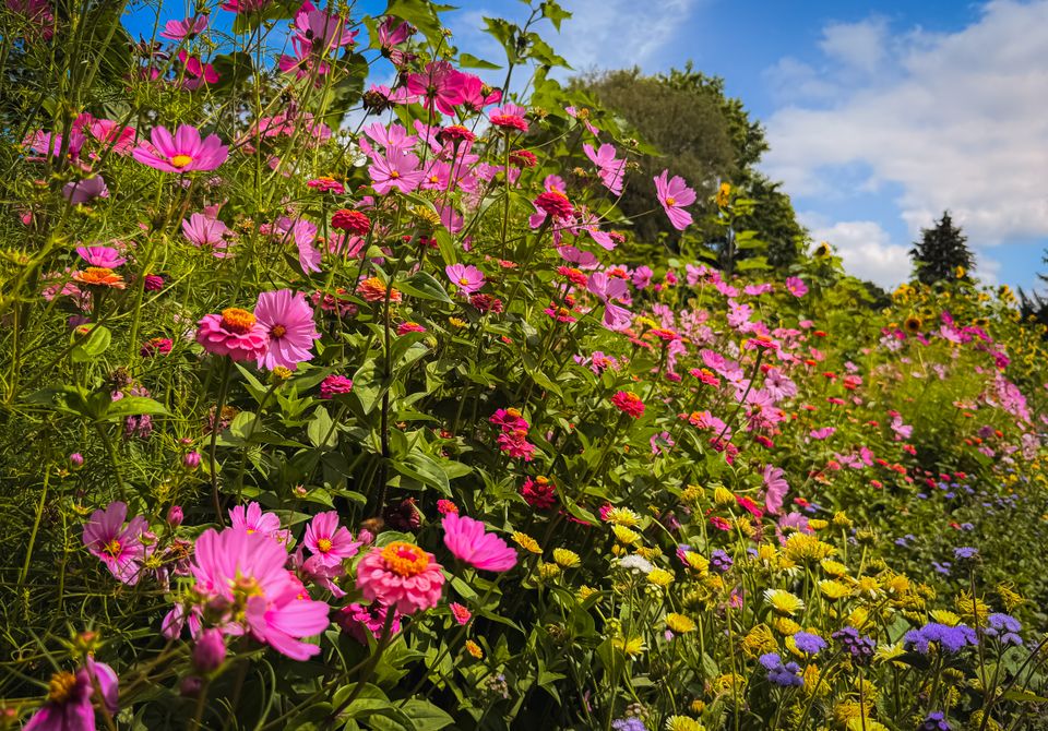 Een kleurrijke bloemenweide bij de Kindertuinen.