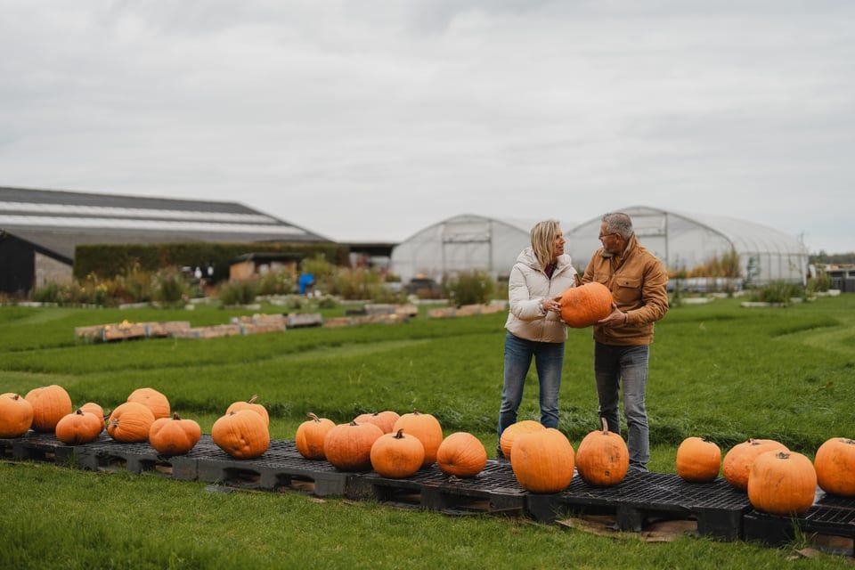 Pompoenen bij de Boederijtuin