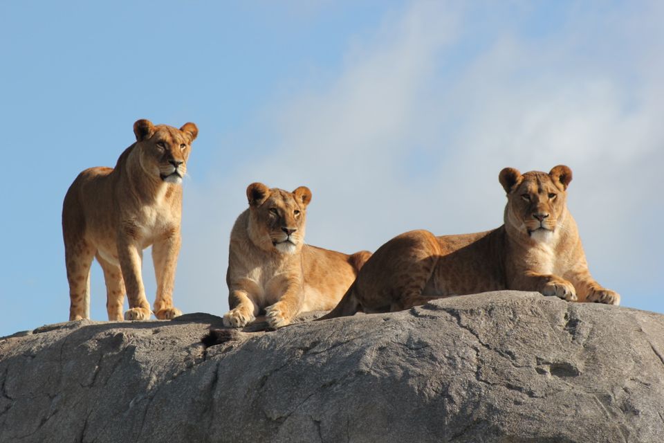 Leeuwinnen liggen bovenop een rots.