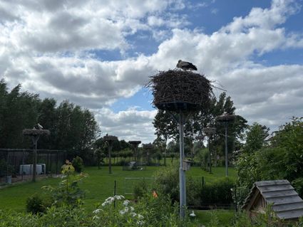 Natuurgebied Het Ooievaarsstation in Zegveld, Groene Hart. Ooievaars op hoge nestpalen in een groene weide met bloemen, bomen en broednesten onder een wolkenlucht.