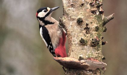 Bird walk De Biezen with De Ortolaan