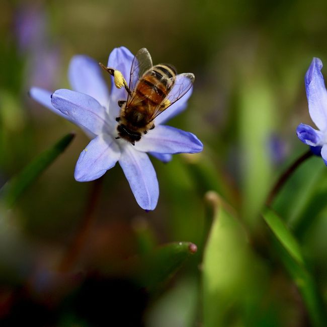 bijen op bloemen