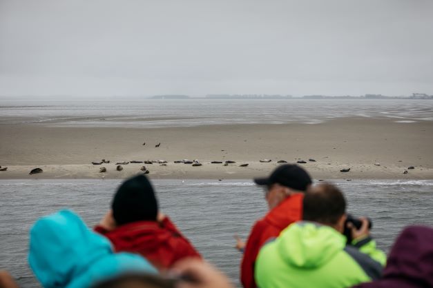 Zeehonden spotten