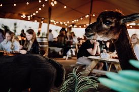 SUMMER BBQ NIGHTS BIJ ALPACA COUNTRY 2025