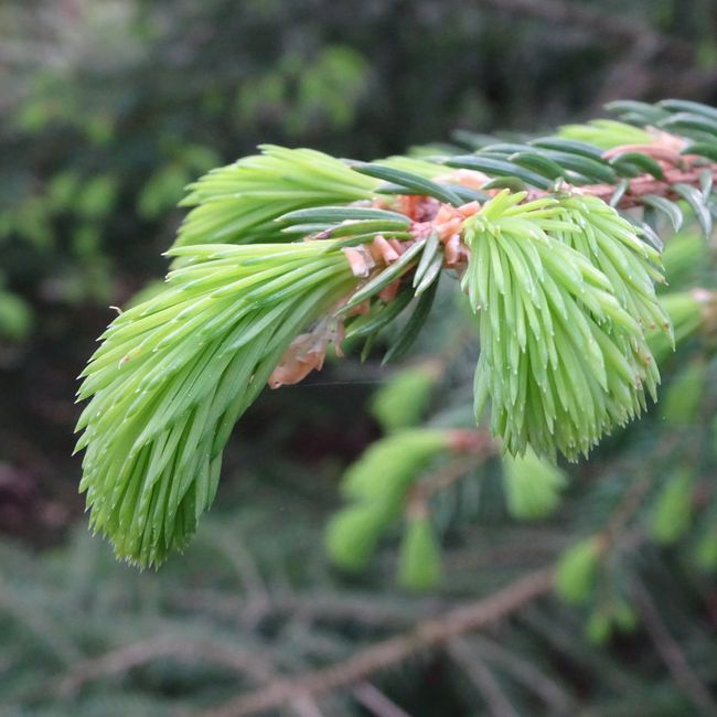 phpdt9153c8g3al1nz23KZ