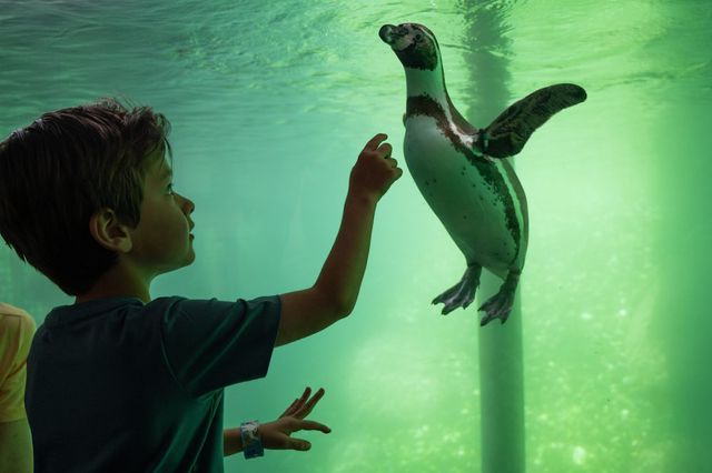 Ein Junge zeigt auf einen Pinguin, der unter Wasser im Zoo in Drenthe schwimmt.