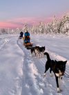 Husky-tocht in het Zweedse Lapland