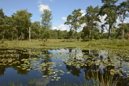 Natuurgebied De Ravenvennen