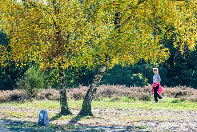 Voetstappenpad met wandelaar op de heide