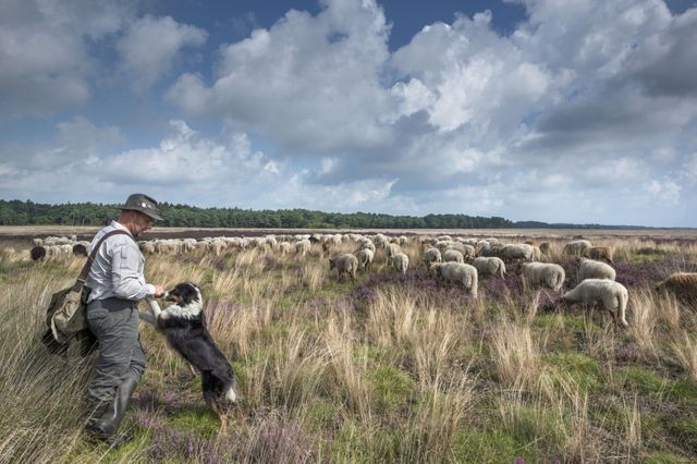 Ein Schäfer mit seinem Hund und seiner Schafherde auf einem Heidefeld.