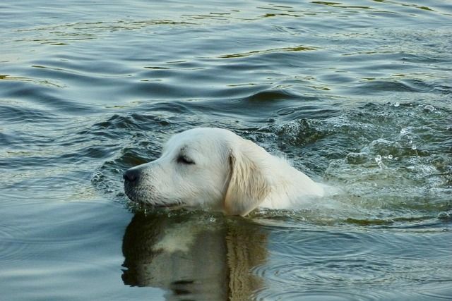 Zwemmende golden retriever