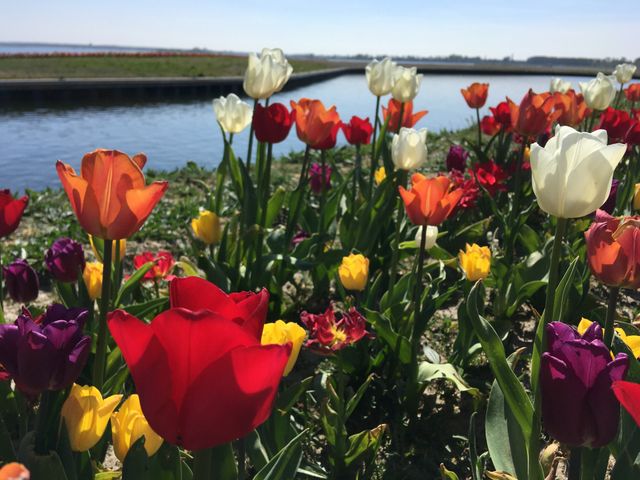 Tulpen en water in Zeewolde, Flevoland