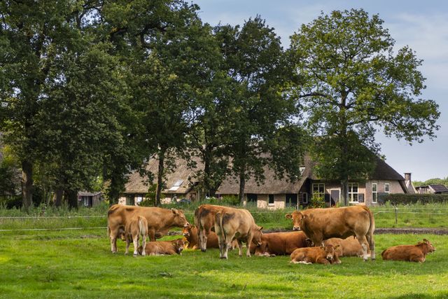 Boerderij in Drenthe - koeien voor een boerderij in het weiland.