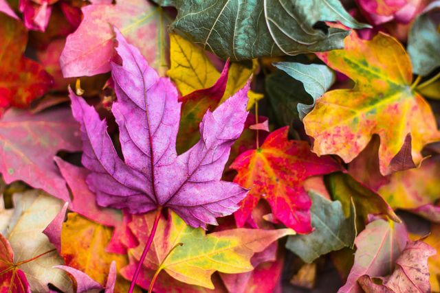 Gekleurde herfstbladeren