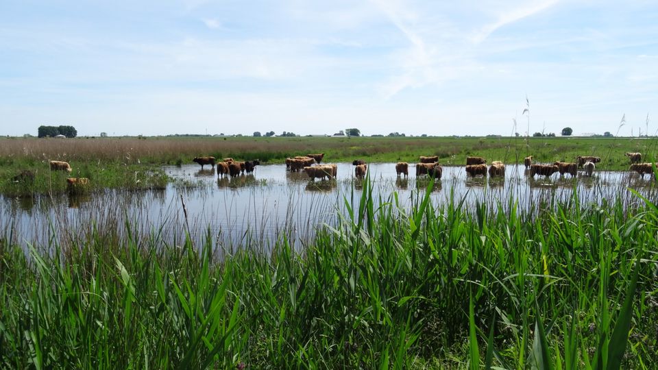 Langs de zuidoever van het Lauwersmeer