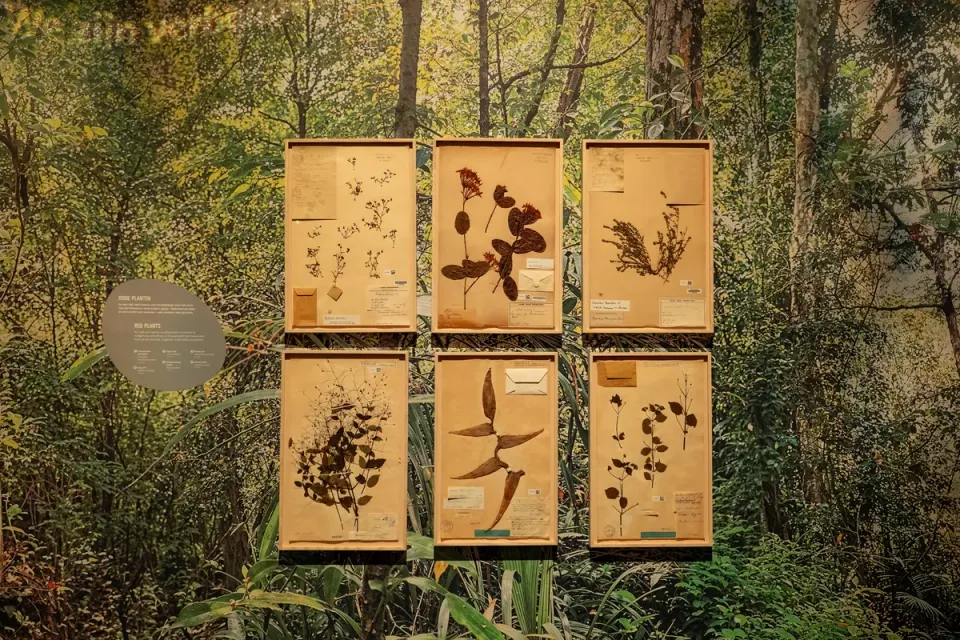 Gedroogde planten in lijsten voor tentoonstelling Naturalis