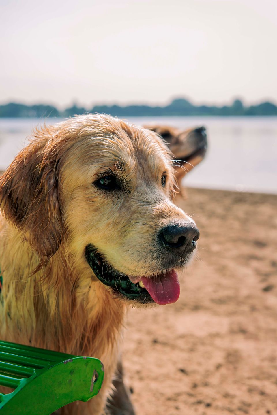 Hond op het strand