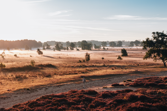 Een man wandelt over de paarse heide met flarden nevel op een vroege zonnige dag op het Ballooërveld.