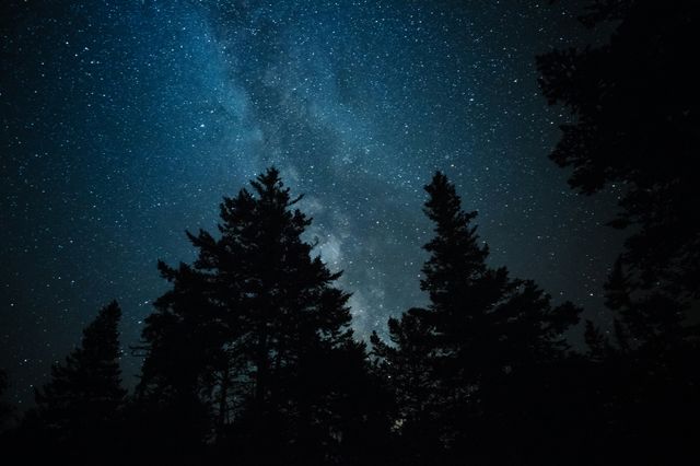Ein Himmel voller Sterne zwischen den Wipfeln der Nadelbäume.