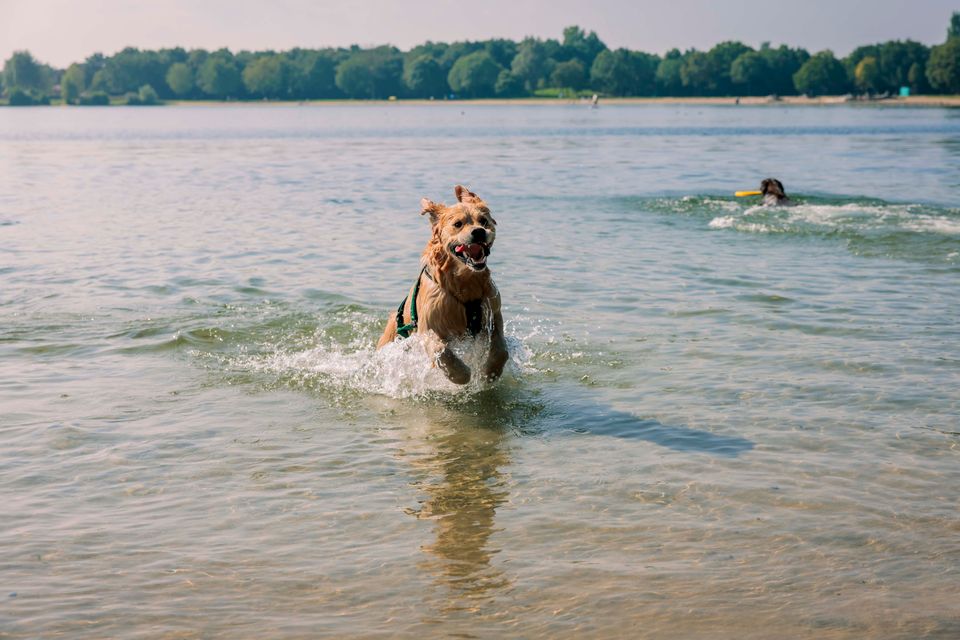 Hond rent uit het water.