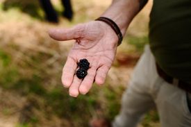 Kruidenwandeling met gids Rieneke
