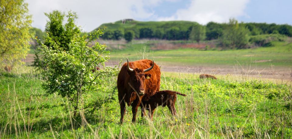 Een groot roodbehaard rund met een kalf staat in een groene omgeving.