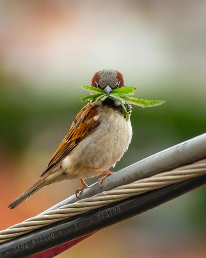 Vogel op een kabel met gras in zijn bekje