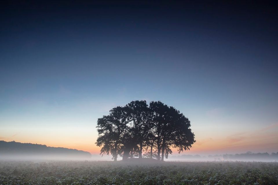 Ein Grabhügel liegt mitten in einem Feld, umgeben von ein paar Bäumen. Es ist noch dunkel, Nebel liegt über dem Feld, und in der Ferne beginnt die Sonne langsam aufzugehen.