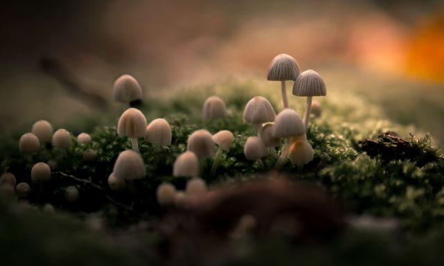 Ontdek alles over paddenstoelen op de Oude Buisse Heide