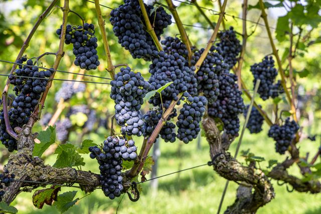 Wijnranken met blauwe druiven