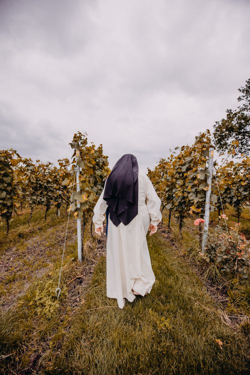 Non loopt in wijngaard Blauwe Camer Heilige Driekhoek in Oosterhout