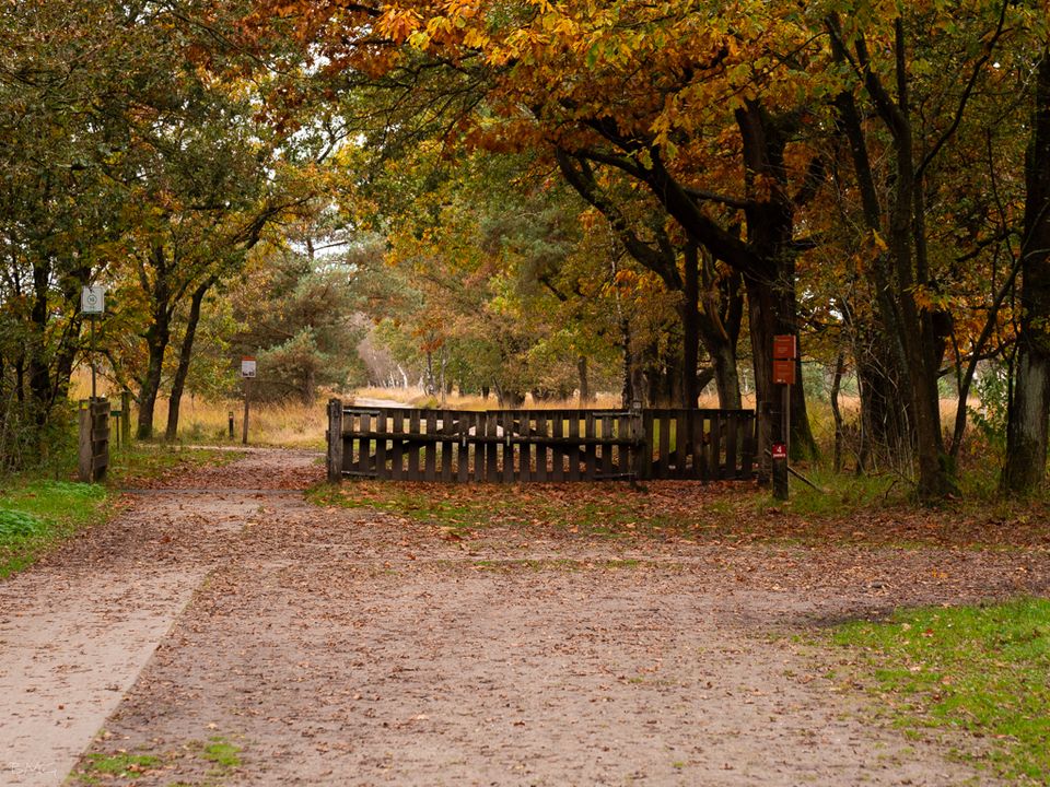 Herfst op de Cartierheide Hapert