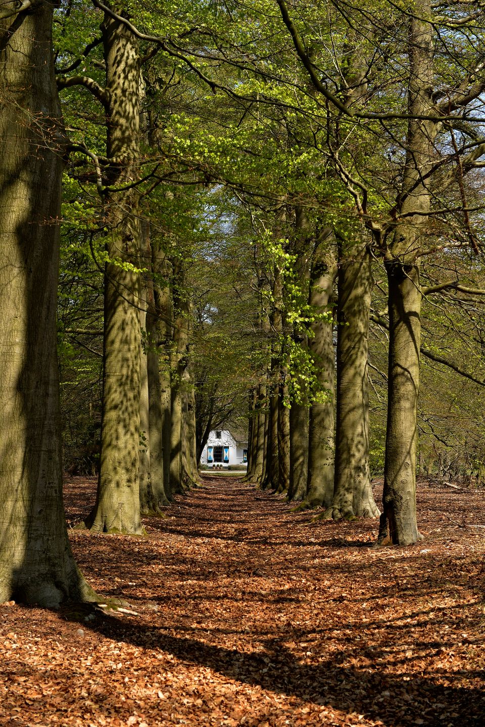 Lange beukenlaan in het Panbos en op Landgoed Beerschoten bij Bilthoven, met aan het einde een karakteristiek wit gebouw. De foto laat de statige bosrijke omgeving en rustige sfeer van het gebied zien.