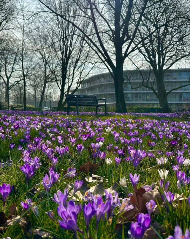 Paarse krokussen in het park